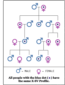X-SV Female Lineage Paternity Test