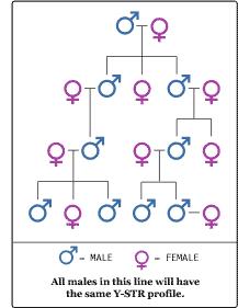Y-STR Male Lineage Paternity Test