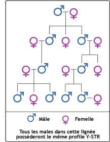 Test Paternité ADN de Lignée Mâle Y-STR