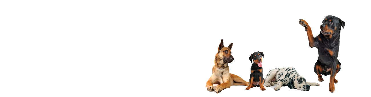 Border Collie Facts - Wisdom Panel™ Dog Breeds