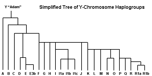 Y Chromosome Tree